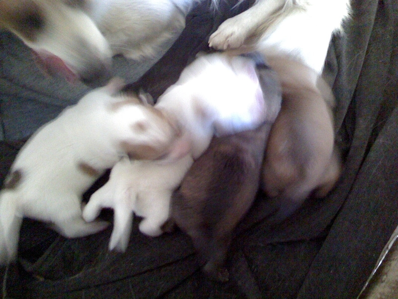 布丁再次当妈妈啦！！！520 / 作者:嬋影 / 帖子ID:6052