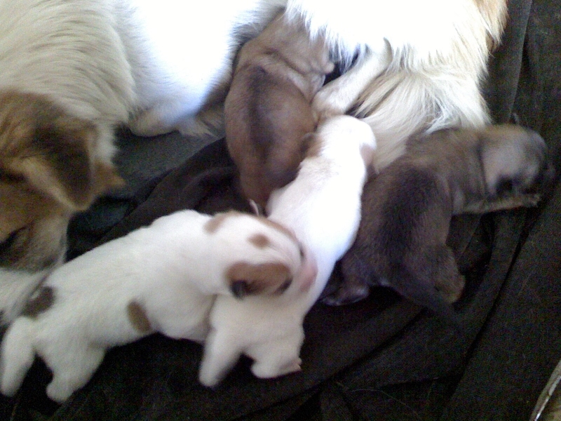 布丁再次当妈妈啦！！！337 / 作者:嬋影 / 帖子ID:6052