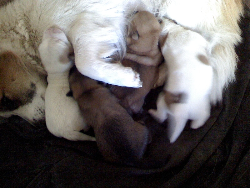 布丁再次当妈妈啦！！！789 / 作者:嬋影 / 帖子ID:6052