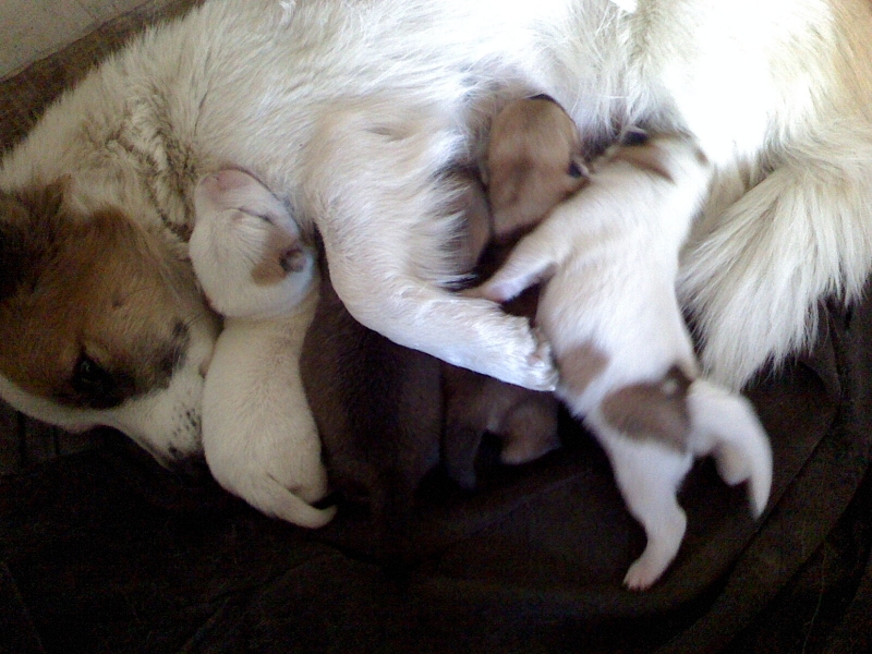 布丁再次当妈妈啦！！！144 / 作者:嬋影 / 帖子ID:6052