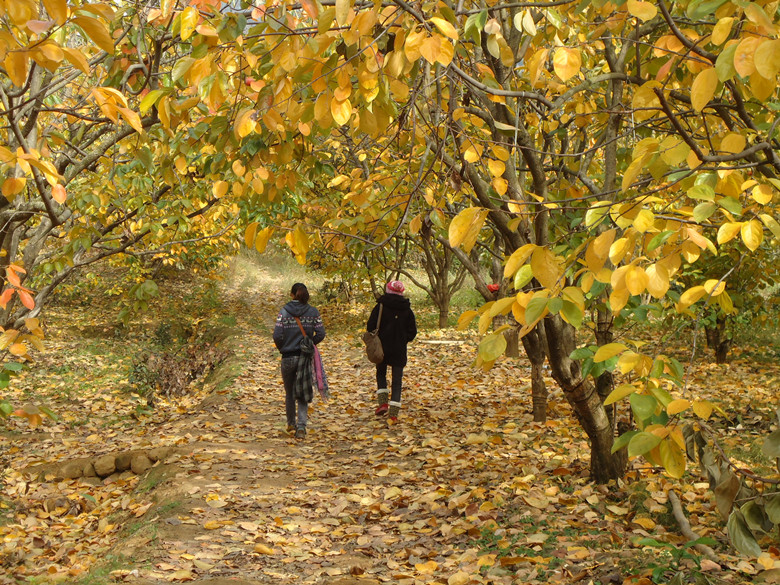 现在去红岩村还有柿子吗？909 / 作者:嬋影 / 帖子ID:58031