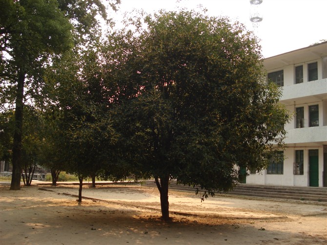 曾经学习的地方464 / 作者:小雨点 / 帖子ID:7973