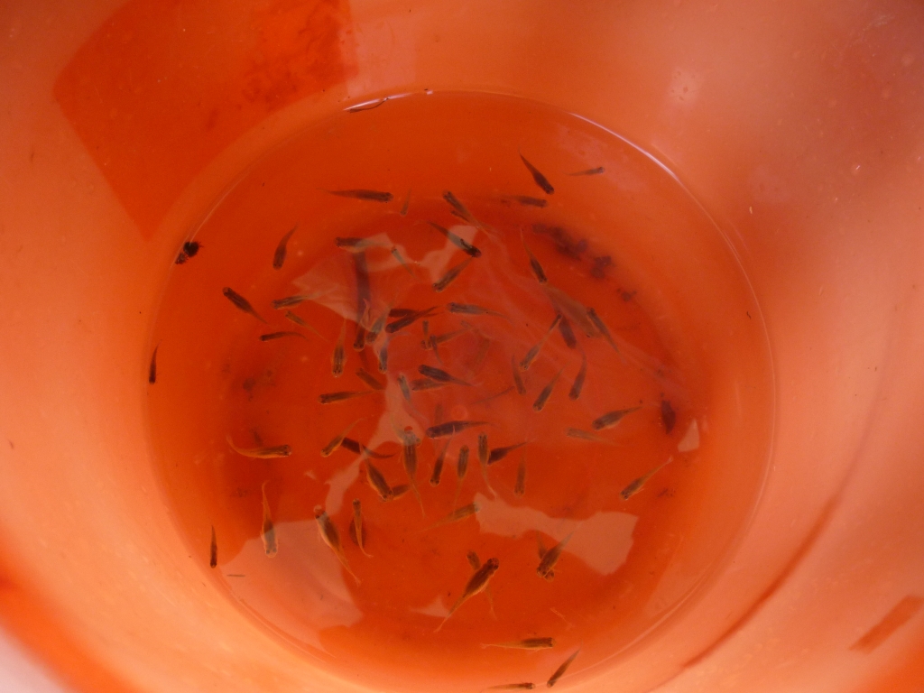 乐在其中——忆童年193 / 作者:小丹丹 / 帖子ID:11170