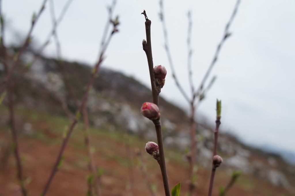 2012桃花节爱心使者桃园徒步（徒步篇）57 / 作者:火星娃崽 / 帖子ID:11601