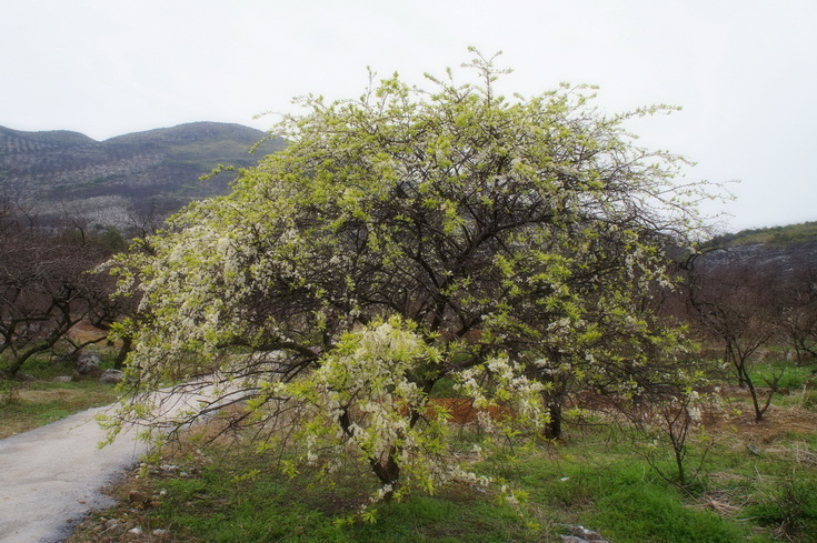2012桃花节爱心使者桃园徒步（徒步篇）113 / 作者:火星娃崽 / 帖子ID:11601