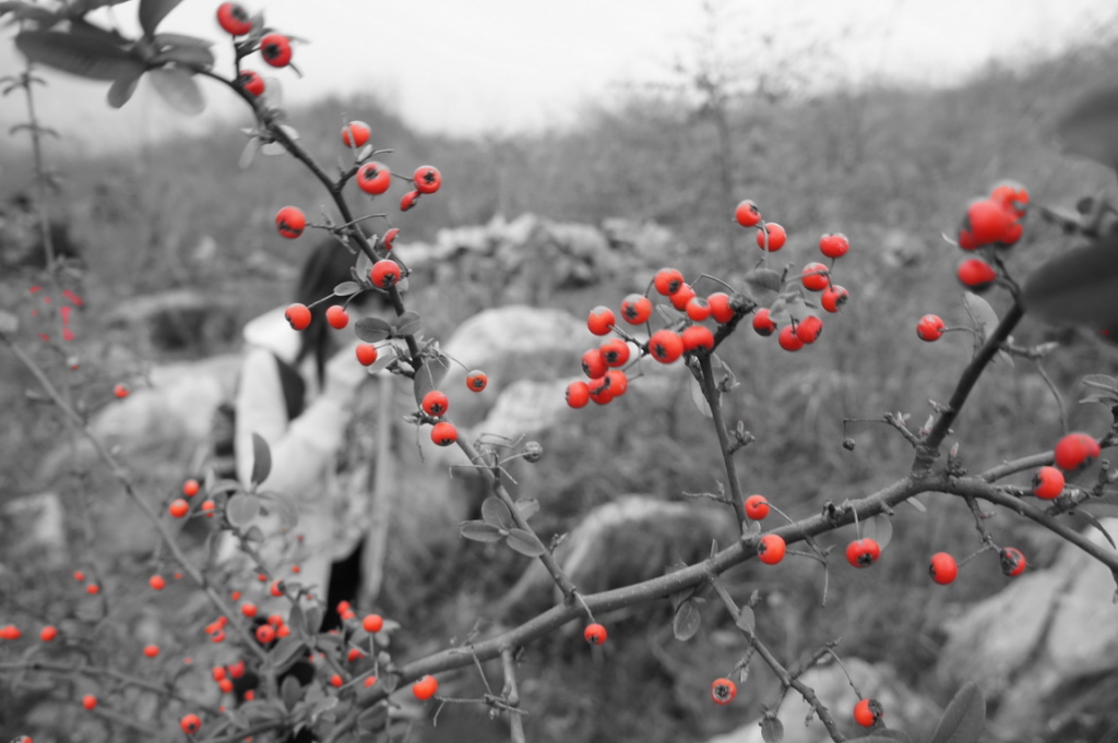 2012桃花节爱心使者桃园徒步（徒步篇）60 / 作者:火星娃崽 / 帖子ID:11601