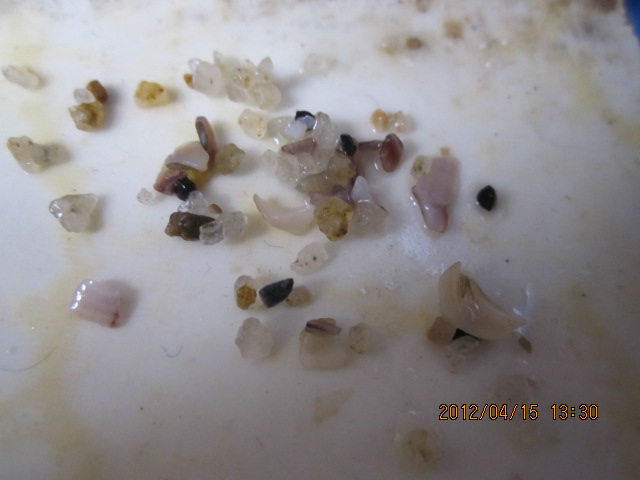 今天买了一只土鸭子 有几点疑点 大家帮分析看656 / 作者:1235 / 帖子ID:14321