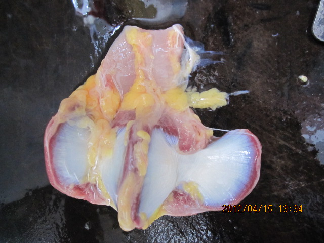 今天买了一只土鸭子 有几点疑点 大家帮分析看892 / 作者:1235 / 帖子ID:14321