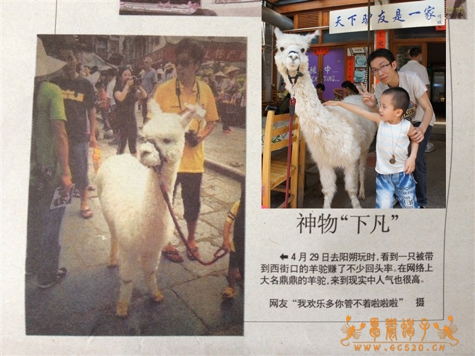 《桂林晚报》报道的神兽“草泥马”在这里！190 / 作者:憂鬱蠍子 / 帖子ID:16158