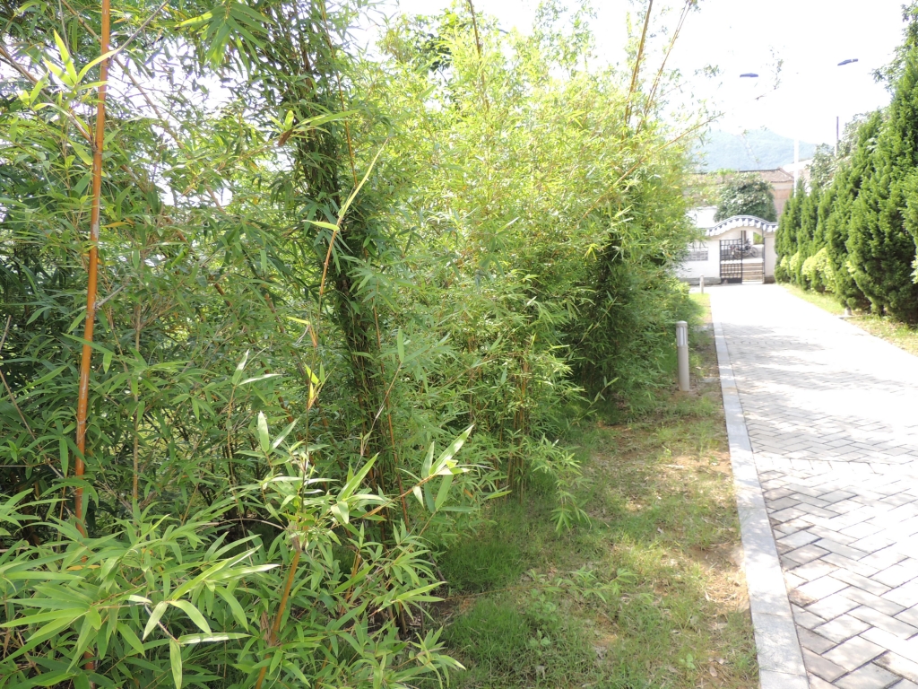 新四军军长叶挺故居832 / 作者:天涯孤独客 / 帖子ID:18210