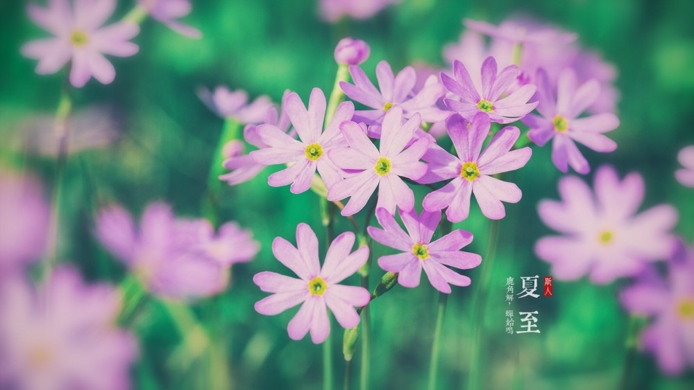 今天夏至.271 / 作者:以空。 / 帖子ID:174577