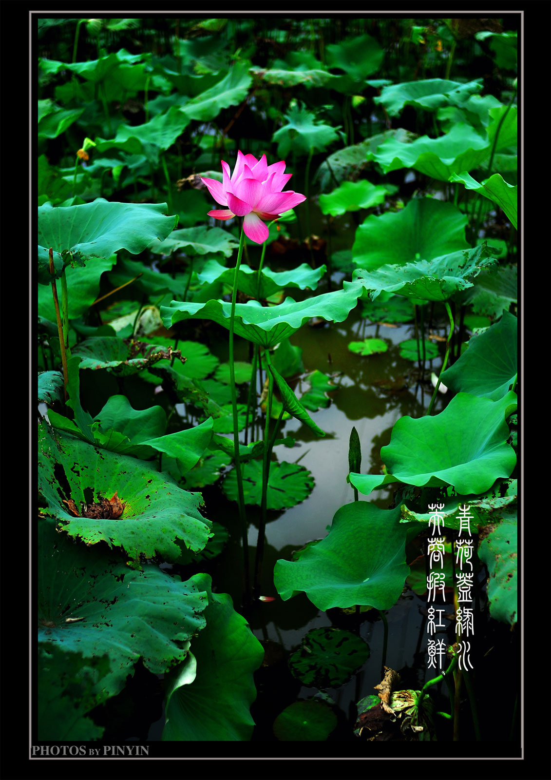 夏末.荷175 / 作者:名堂 / 帖子ID:592