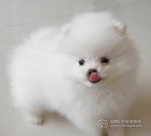 各种狗狗身价251 / 作者:成 成 / 帖子ID:1085