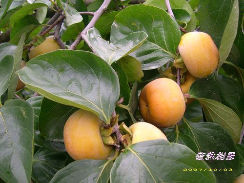 印象恭城 &#8226; 红岩村653 / 作者:翠峰紫阳 / 帖子ID:1093
