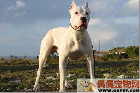 超级可爱小狗116 / 作者:中亚 / 帖子ID:1139