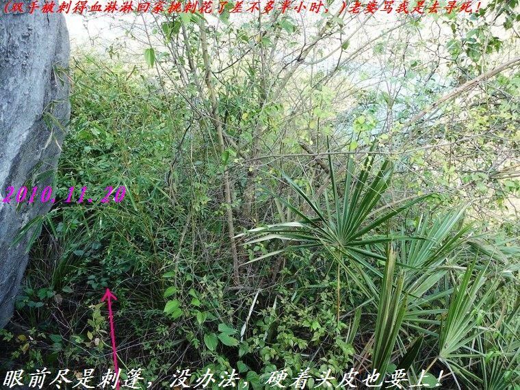 石角庵山顶看风光、谁不说俺家乡好？787 / 作者:平安大叔 / 帖子ID:1502