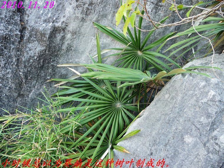 石角庵山顶看风光、谁不说俺家乡好？710 / 作者:平安大叔 / 帖子ID:1502