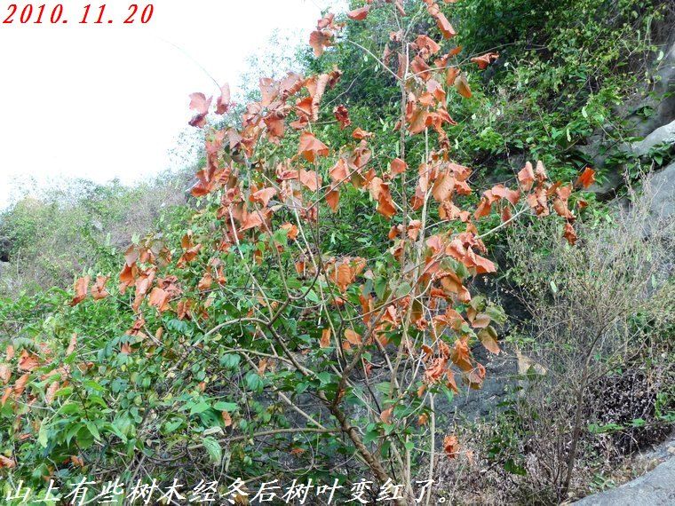 石角庵山顶看风光、谁不说俺家乡好？790 / 作者:平安大叔 / 帖子ID:1502