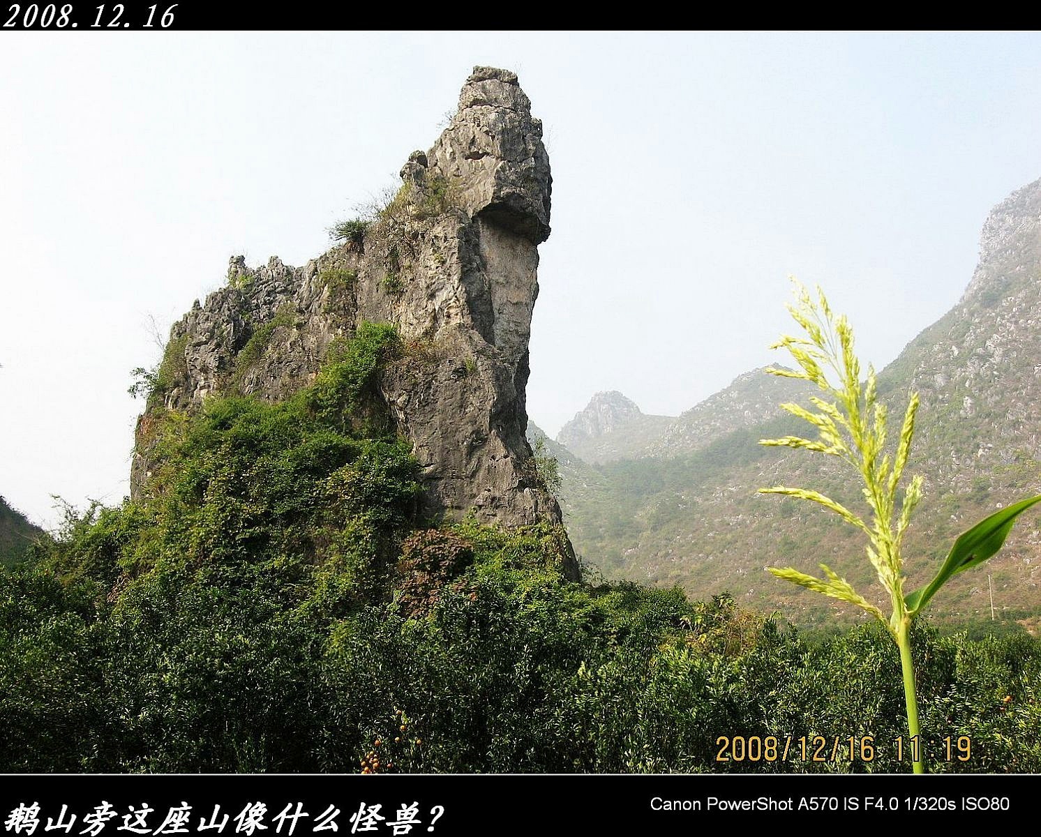 世界上最大的恐龙和天鹅齐集在恭城！862 / 作者:平安大叔 / 帖子ID:1894