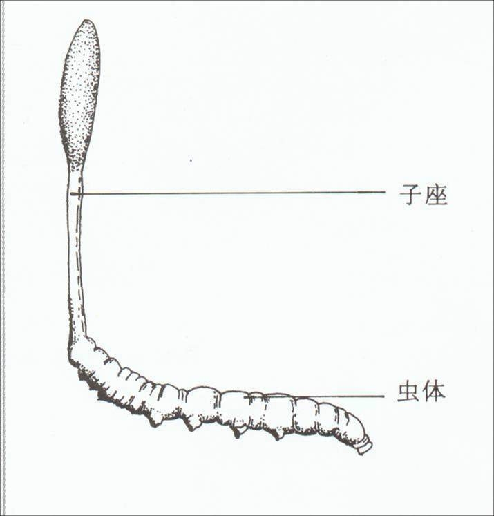 “冬虫夏草”到底是动物还是植物？608 / 作者:零零桑 / 帖子ID:2377