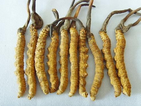 “冬虫夏草”到底是动物还是植物？882 / 作者:零零桑 / 帖子ID:2377