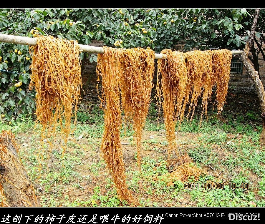 重游平乐里茶冲、牛角村120 / 作者:平安大叔 / 帖子ID:2629
