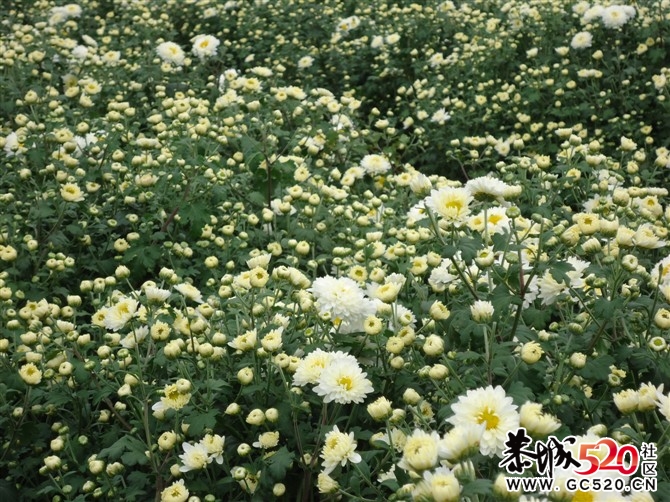 今年的菊花怎么办啊？？499 / 作者:Kiki / 帖子ID:2869