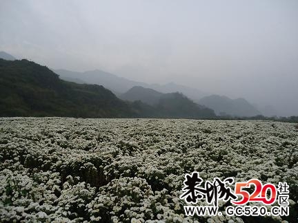 菊花开满田，花农愁在心；忙碌春夏秋；荒废于田中，105 / 作者:932720107 / 帖子ID:3074