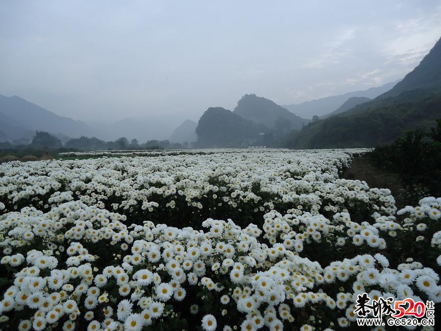 菊花开满田，花农愁在心；忙碌春夏秋；荒废于田中，702 / 作者:932720107 / 帖子ID:3074
