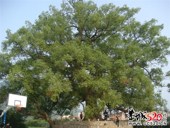 茶江户外徒步茶江部分风景PP786 / 作者:福民侠 / 帖子ID:3076