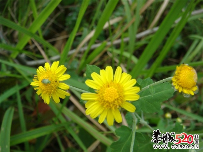 茶江户外徒步茶江部分风景PP806 / 作者:福民侠 / 帖子ID:3076