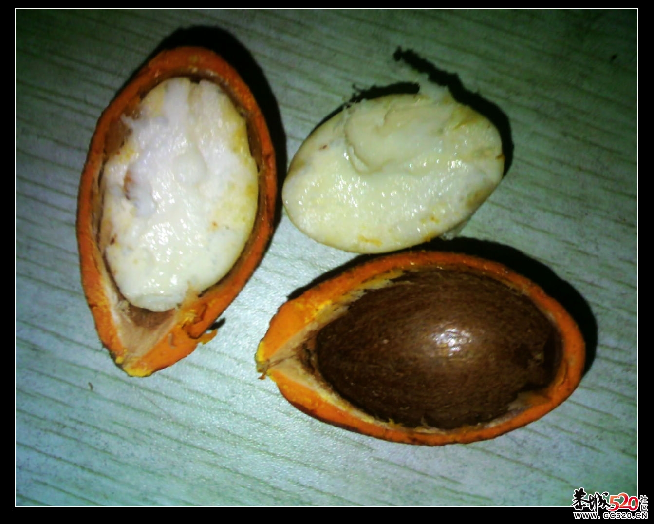 供应铁树种子，价格优892 / 作者:排散 / 帖子ID:3077