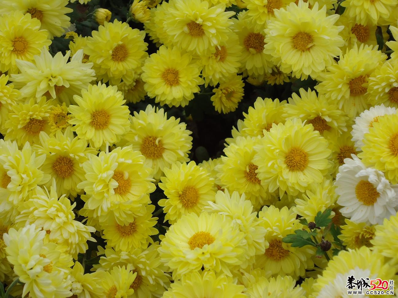 菊花开满田，花农愁在心；忙碌春夏秋；荒废于田中，26 / 作者:932720107 / 帖子ID:3074