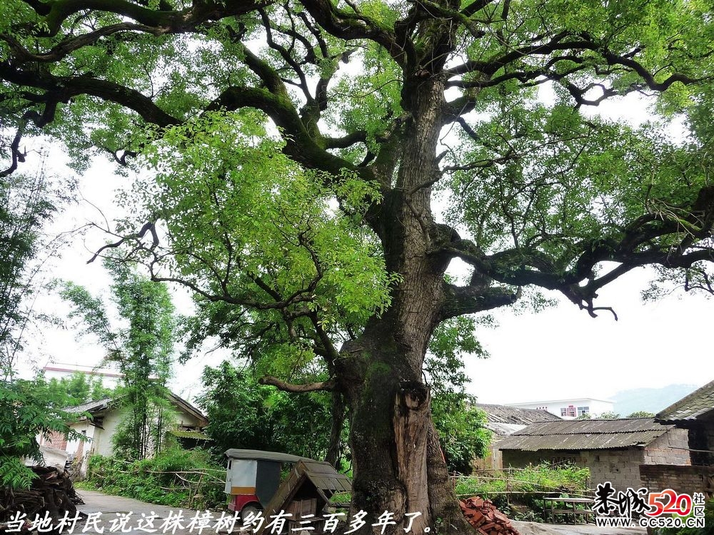 县城边一个藏而不露的古桥：淮阳桥。489 / 作者:平安大叔 / 帖子ID:3456