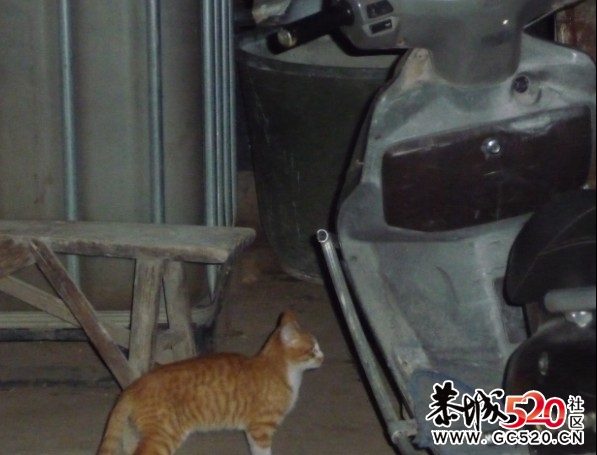 有3个大猫崽卖19 / 作者:移不动 / 帖子ID:3448