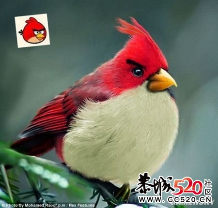 愤怒的小鸟  真实版   强悍!849 / 作者:小昆 / 帖子ID:3736