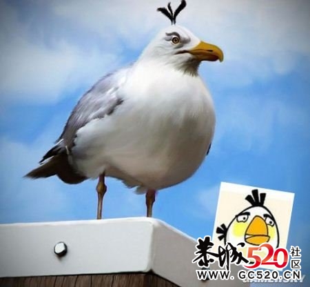 愤怒的小鸟  真实版   强悍!460 / 作者:小昆 / 帖子ID:3736