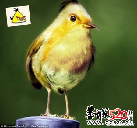 愤怒的小鸟  真实版   强悍!618 / 作者:小昆 / 帖子ID:3736