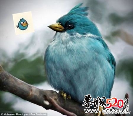 愤怒的小鸟  真实版   强悍!248 / 作者:小昆 / 帖子ID:3736