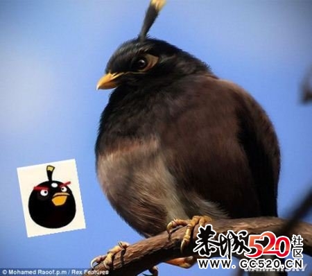 愤怒的小鸟  真实版   强悍!903 / 作者:小昆 / 帖子ID:3736