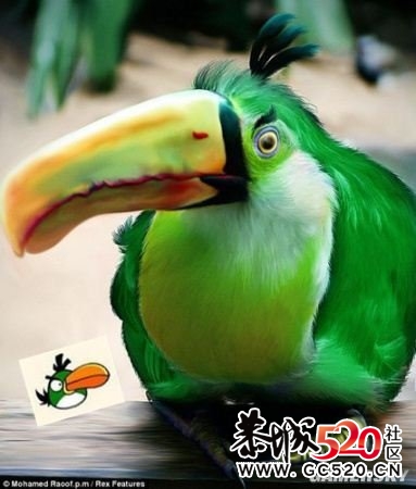 愤怒的小鸟  真实版   强悍!616 / 作者:小昆 / 帖子ID:3736