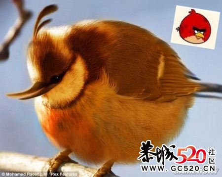 愤怒的小鸟  真实版   强悍!114 / 作者:小昆 / 帖子ID:3736