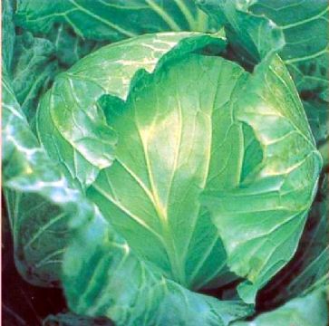 秋季养胃“四宝”667 / 作者:招财猫 / 帖子ID:4000