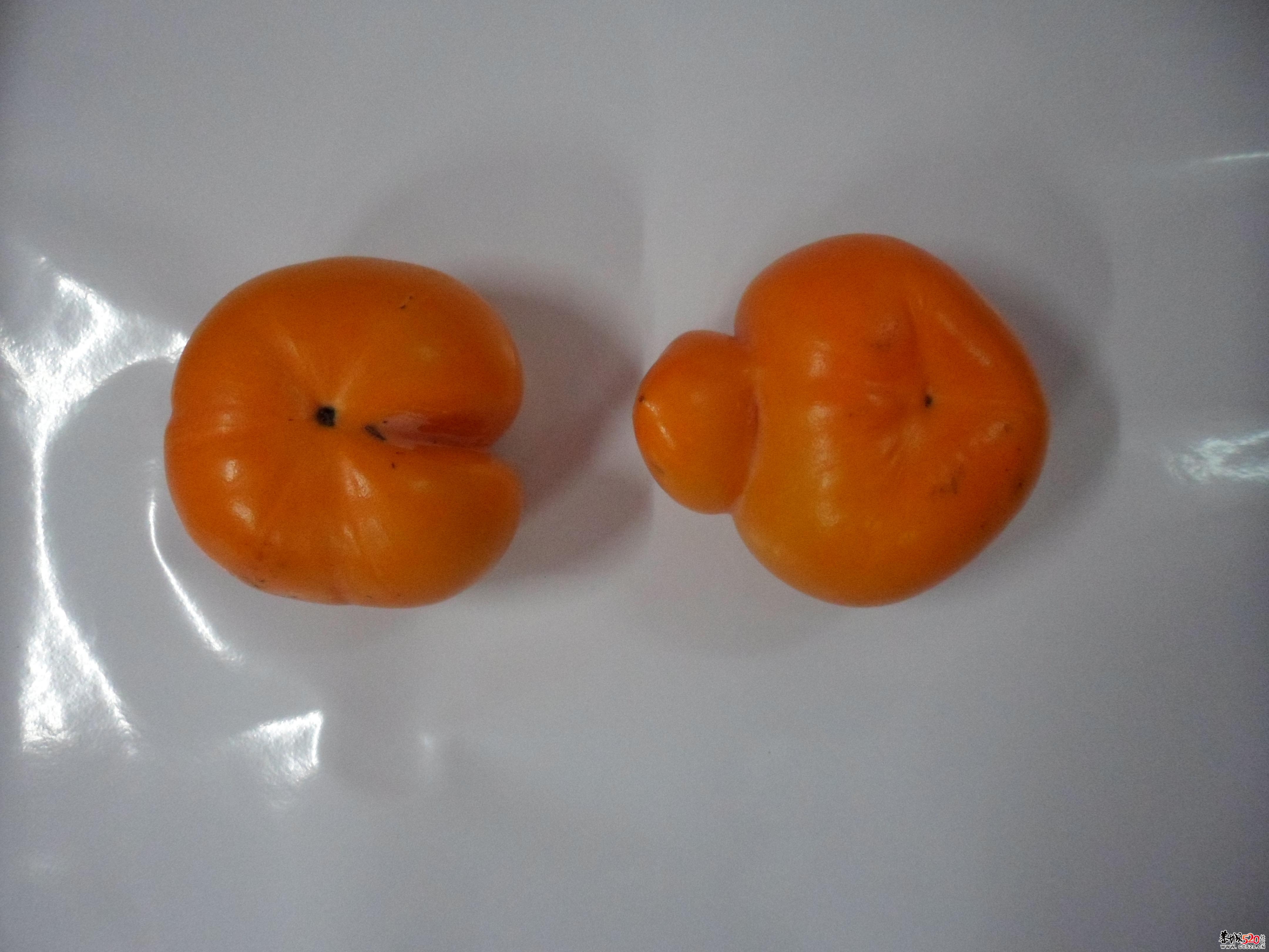 今天在红岩摘的果子150 / 作者:一网情深 / 帖子ID:4194