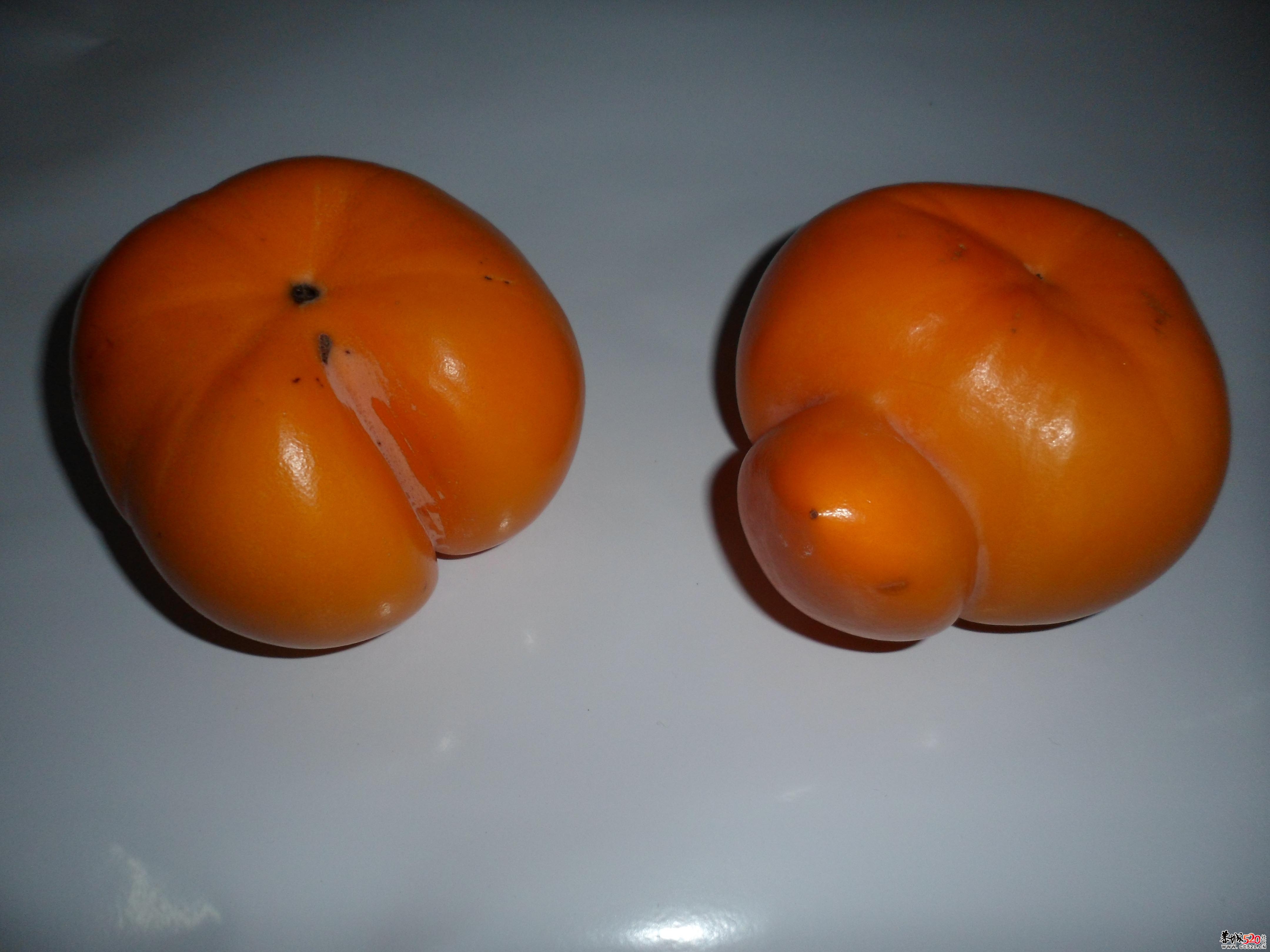 今天在红岩摘的果子940 / 作者:一网情深 / 帖子ID:4194