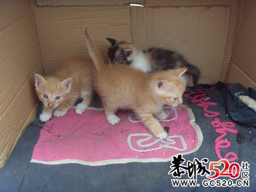 猫咪求领养...有图有真相..424 / 作者:九曲猫咪 / 帖子ID:4546