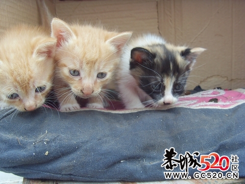 猫咪求领养...有图有真相..158 / 作者:九曲猫咪 / 帖子ID:4546
