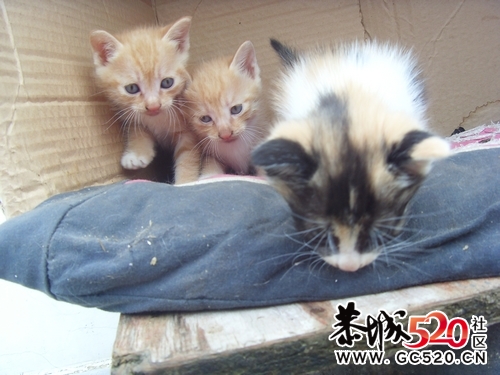 猫咪求领养...有图有真相..869 / 作者:九曲猫咪 / 帖子ID:4546