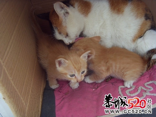 猫咪求领养...有图有真相..697 / 作者:九曲猫咪 / 帖子ID:4546