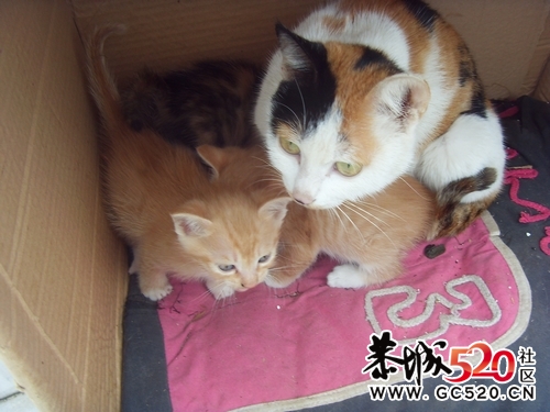 猫咪求领养...有图有真相..392 / 作者:九曲猫咪 / 帖子ID:4546